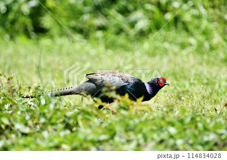 河川敷のキジ 河川敷のキジ 114834028