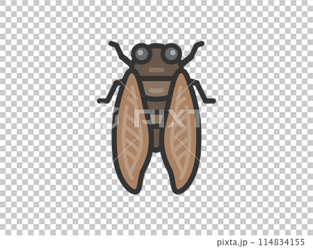 Illustration of cicada icon (line drawing color) 114834155