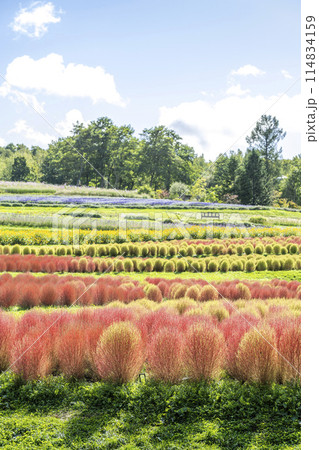 コキア 滝野すずらん丘陵公園 札幌市 コキア 滝野すずらん丘陵公園 札幌市 114834159