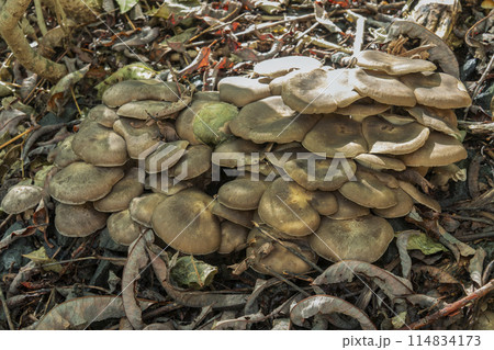 ハタケシメジ　札幌市 114834173