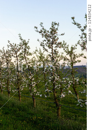 apple trees in the spring in the orchard, young apple trees on a plantation in the countryside 114834212