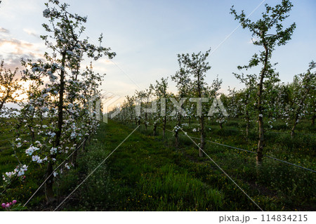 apple trees in the spring in the orchard, young apple trees on a plantation in the countryside apple trees in the spring in the orchard, young apple trees on a plantation in the countryside 114834215