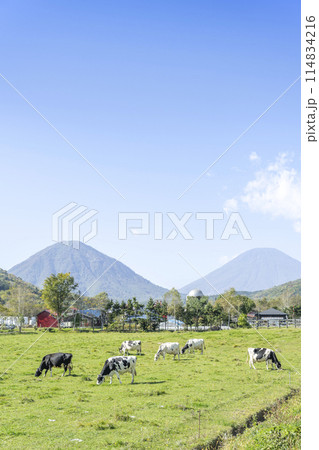 秋の牧場と青空 尻別岳(左)と羊蹄山(右)　喜茂別町 114834216