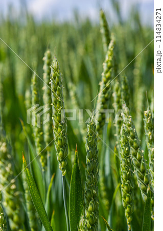 Green wheat field. Green background with wheat. Young green wheat seedlings growing on a field. Agricultural field on which grow immature young cereals, wheat Green wheat field. Green background with wheat. Young green wheat seedlings growing on a field. Agricultural field on which grow immature young cereals, wheat 114834271