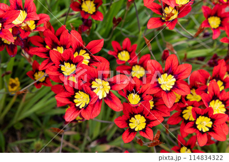 ガーデンでたくさん咲く真っ赤なスパラキシスの花 114834322