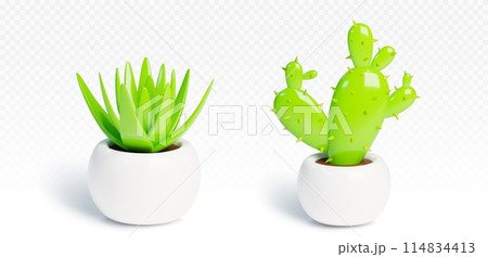 Cactus and green succulent in ceramic pots Cactus and green succulent in ceramic pots 114834413