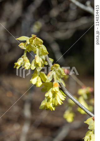 森林で咲くトサミズキの黄色い花 森林で咲くトサミズキの黄色い花 114834415