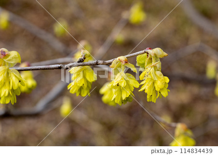 森林で咲くトサミズキの黄色い花 森林で咲くトサミズキの黄色い花 114834439