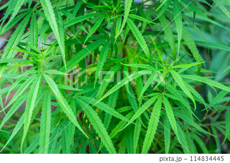 Cannabis, which is widely grown in Thailand for medical use, is supported by the government. Cannabis, which is widely grown in Thailand for medical use, is supported by the government. 114834445