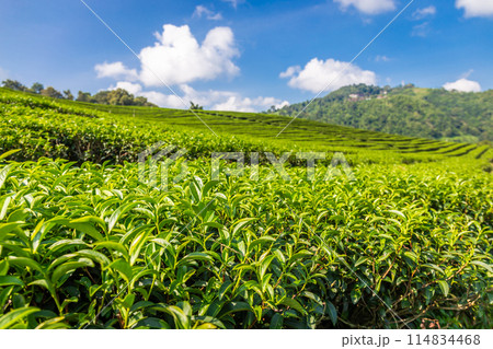 Landscape view of tea plantation at Doi Mae Salong Chiang Rai, Thailand is Top tourist destinations and Landmark of Chiang Rai 114834468
