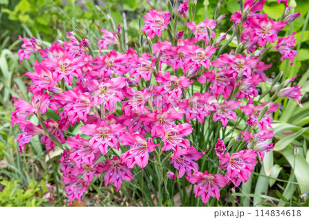 ガーデンで美しい花を咲かせるスプリンググラジオラスの花 114834618