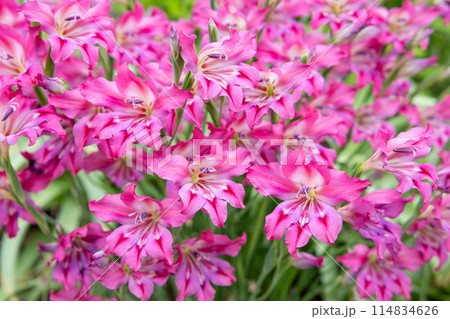 ガーデンで美しい花を咲かせるスプリンググラジオラスの花 114834626