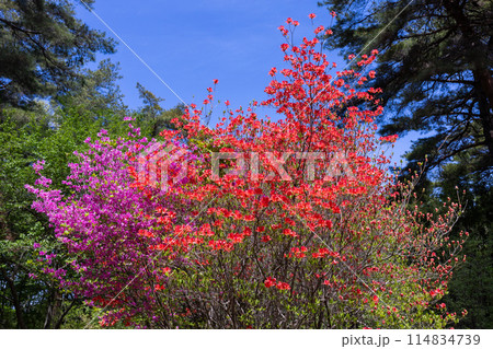 森林の中で青空に映えるオレンジとピンク色のヤマツツジの花 森林の中で青空に映えるオレンジとピンク色のヤマツツジの花 114834739