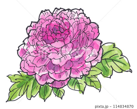 水彩で描いた芍薬24523pix8 114834870