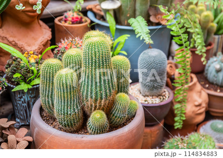 Close-up of ornamental cactus in the garden with various types of ground as background 114834883
