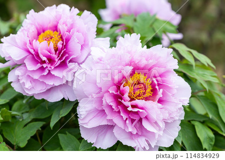 ガーデンに咲くピンクグラデーションのボタンの花 114834929