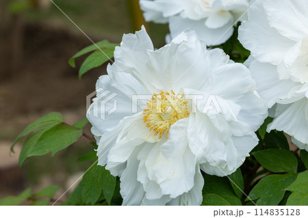 ガーデンに咲く白色ボタンの花 114835128