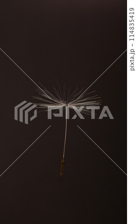 Dandelion seed on brown background Dandelion seed on brown background 114835419
