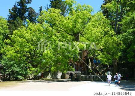 大山祇神社 愛媛県観光 大山祇神社 愛媛県観光 114835643