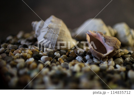 Black Sea rapan shells on pebbles 114835712