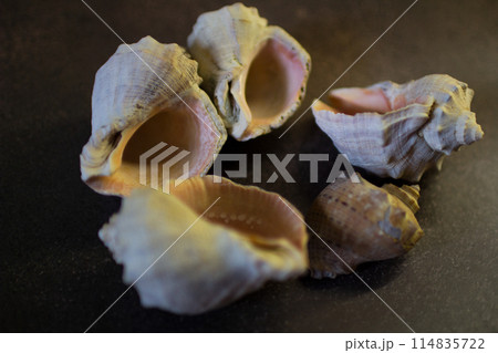 Shells of the Black Sea rapan on a black background 114835722