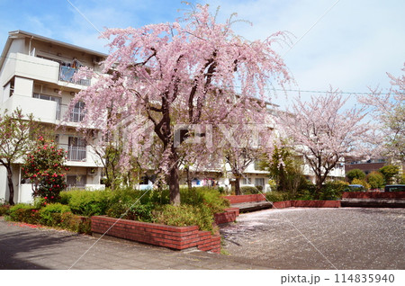 集合住宅の春　八王子市　 114835940