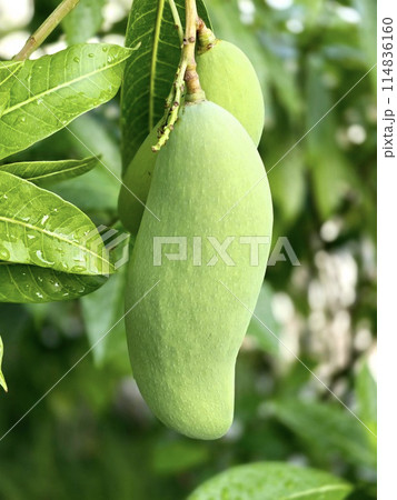Green mango on tree. A bunch of mango with blur leaf background. 114836160