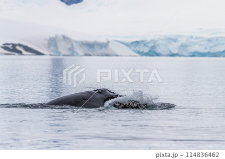Close-up of a Whale Head 114836462