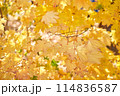 Yellow leaves on a tree. Yellow maple leaves on a blurred background. Golden leaves in autumn park. Sunny autumn day. High quality photo 114836587