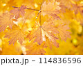 Yellow leaves on a tree. Yellow maple leaves on a blurred background. Golden leaves in autumn park. Sunny autumn day. High quality photo 114836596