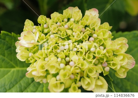 多数の白い装飾花を備えるアジサイの手毬咲きの花房を撮影した写真 多数の白い装飾花を備えるアジサイの手毬咲きの花房を撮影した写真 114836676