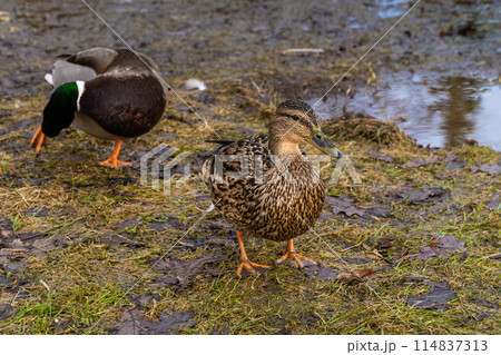March 22, 2024. Russia. Rzhev. Ducks in the pond of the city park. 114837313