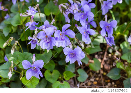 春の訪れと共に咲くタチツボスミレの花 春の訪れと共に咲くタチツボスミレの花 114837462