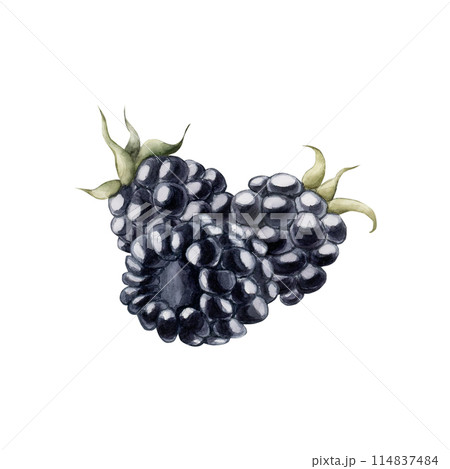 Blackberry, watercolor isolated illustration. Composition of berries for table textile, porcelain tableware, delicious prints, summer fabrics, wrapping paper and food packages Blackberry, watercolor isolated illustration. Composition of berries for table textile, porcelain tableware, delicious prints, summer fabrics, wrapping paper and food packages 114837484