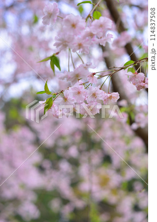 九州国立博物館の雲海桜 九州国立博物館の雲海桜 114837508