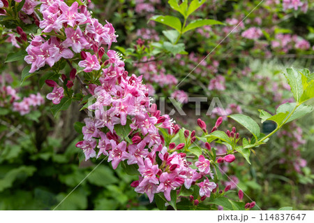 ガーデンで美しく咲くピンク色のオオベニウツギの花 ガーデンで美しく咲くピンク色のオオベニウツギの花 114837647