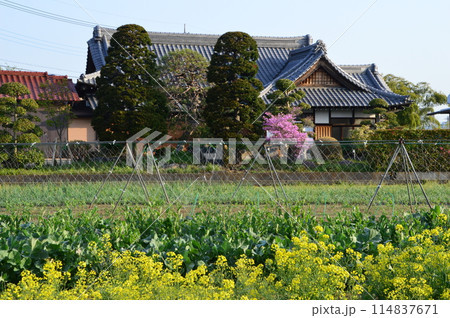 田園風景　八王子市 114837671