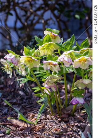 早春の庭に咲く白いクリスマスローズ 早春の庭に咲く白いクリスマスローズ 114837726