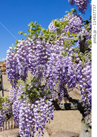 ガーデンで清楚に咲く薄紫色の美しい藤の花 ガーデンで清楚に咲く薄紫色の美しい藤の花 114837737