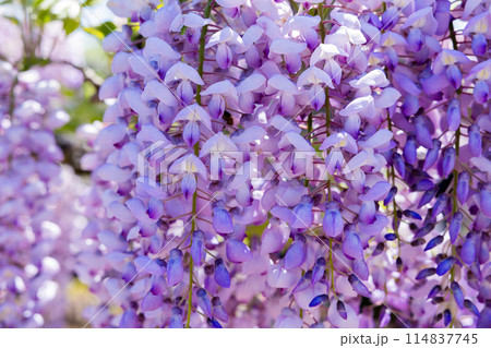 ガーデンで清楚に咲く薄紫色の美しい藤の花 114837745