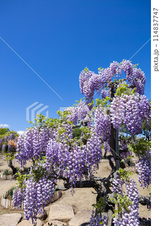 ガーデンで清楚に咲く薄紫色の美しい藤の花 ガーデンで清楚に咲く薄紫色の美しい藤の花 114837747