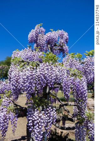 ガーデンで清楚に咲く薄紫色の美しい藤の花 114837748