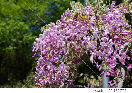ガーデンで清楚に咲くピンク色の美しい藤の花 114837754