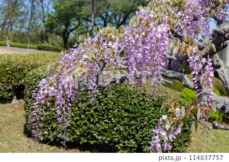 ガーデンで清楚に咲くピンク色の美しい藤の花 114837757