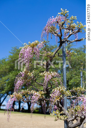 ガーデンで清楚に咲くピンク色の美しい藤の花 ガーデンで清楚に咲くピンク色の美しい藤の花 114837759