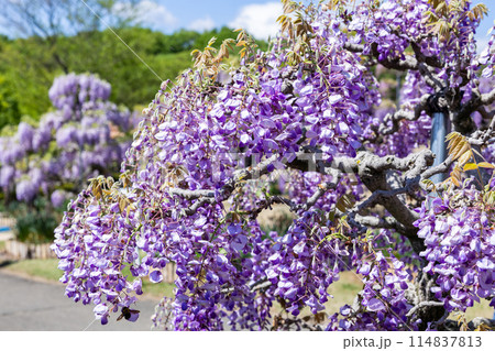 ガーデンに咲く紫色の美しい藤の花 114837813