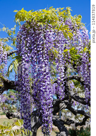 ガーデンに咲く紫色の美しい藤の花 114837819