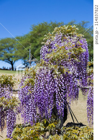 ガーデンに咲く紫色の美しい藤の花 114837822
