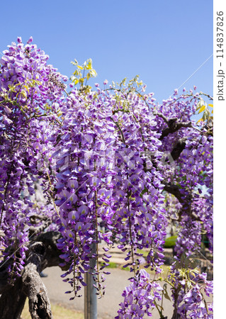 ガーデンに咲く紫色の美しい藤の花 ガーデンに咲く紫色の美しい藤の花 114837826