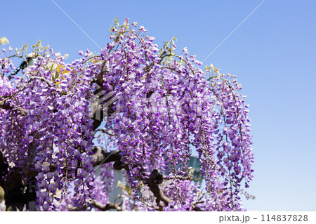 ガーデンに咲く紫色の美しい藤の花 114837828